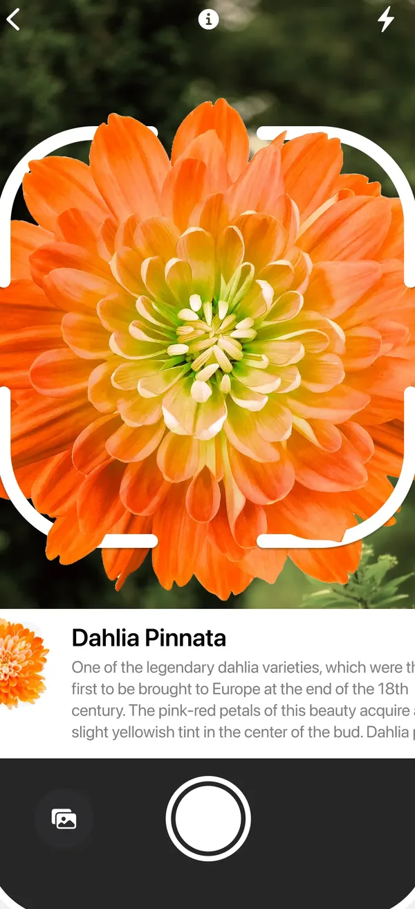 Camera identifying an orange dahlia, with the species name and description shown below