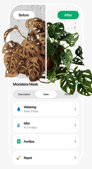 Plant Identifier app: before-and-after care guide with watering schedule