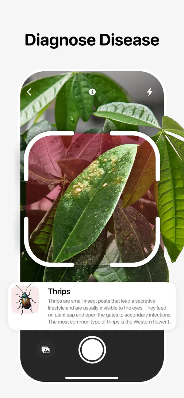 Disease diagnosis screen: a damaged leaf identified as thrips damage with treatment notes